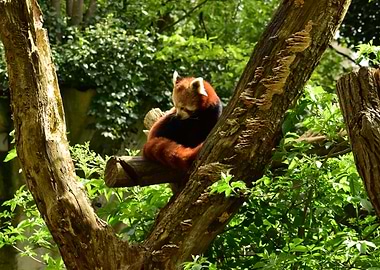 Red Panda on a Tree Branch