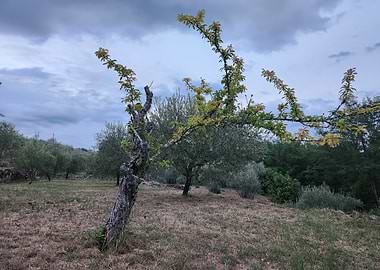 Tree in a Field