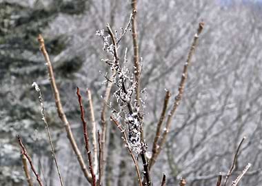 Frosted Branches in The Mountains