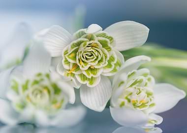 Snowdrop Flowers Close-Up