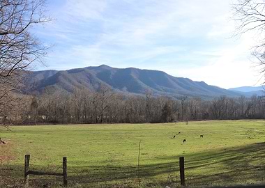 Mountain Meadow Landscape with deer