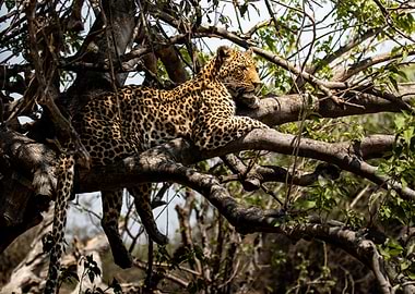 Leopard in Tree
