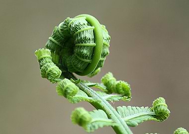 Fern Fiddlehead Closeup