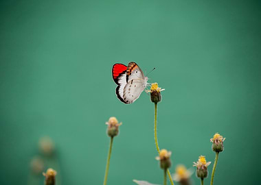 Butterfly on green Flower