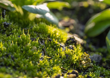 Mossy landscape close up