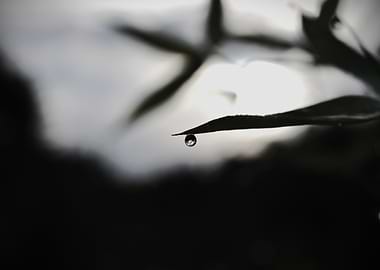 Dewdrop on a Leaf