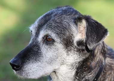 Senior Dog Portrait