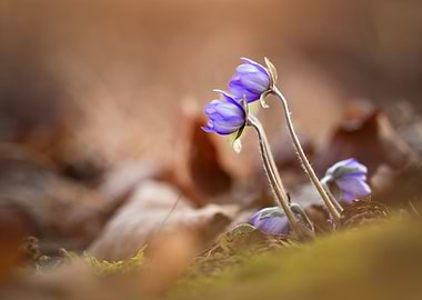 Delicate Blue Flowers