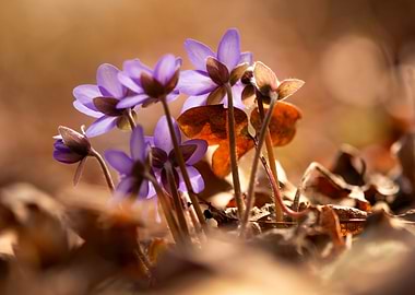 Purple Flowers in Sunlight