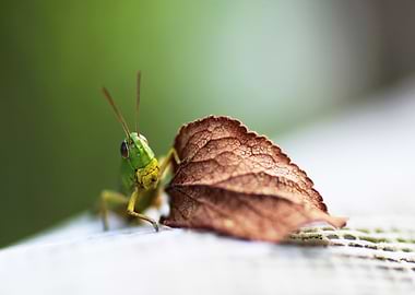 Green Grasshopper on Leaf