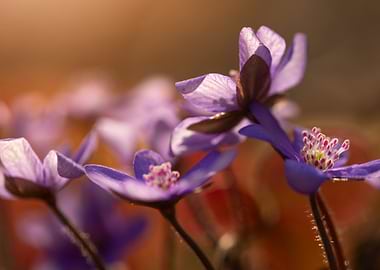 Purple Flowers in Bloom