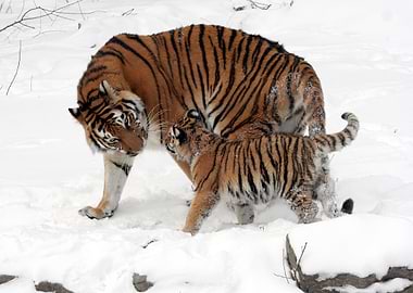 Tiger Cub and Mother in Snow