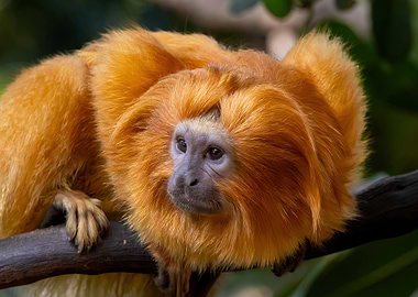 Golden Lion Tamarin