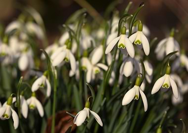 Snowdrop Flowers