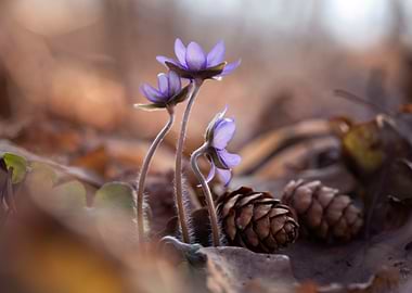 Purple Flowers and Pine Cones