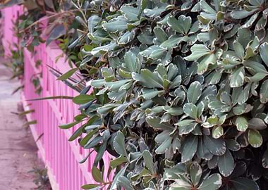 Green and White Variegated Leaves