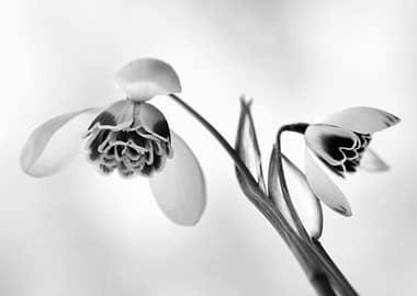 Snowdrop Flower Close-up