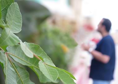 Green Leaves in Focus