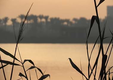Silhouetted Reeds at Sunset