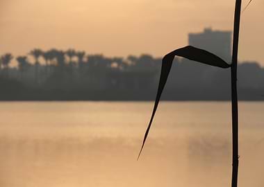 Silhouette of a Reed at Sunset