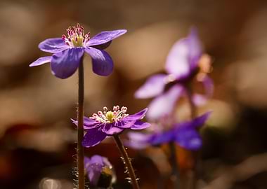 Purple Flowers in Sunlight