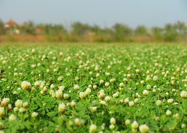 White Flowers in Green Field