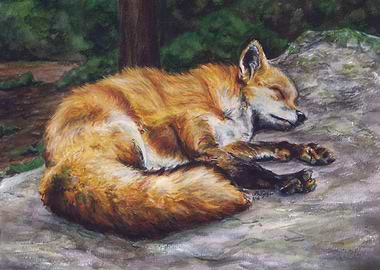 Sleeping Fox