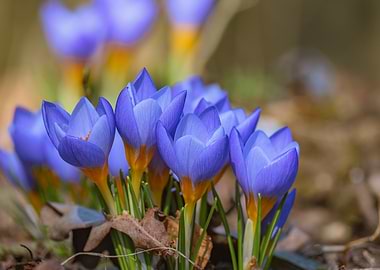 Purple Crocuses in Bloom