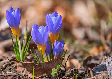Purple Crocuses in Bloom