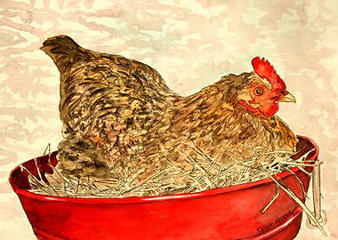 Hen in Red Bucket