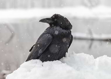 Raven in Snow