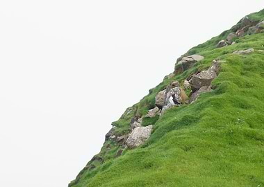 Puffin on a Cliffside, Mykines Fær Øer