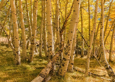 Aspen Grove in Autumn