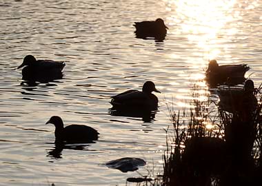 Ducks Silhouettes at Sunset