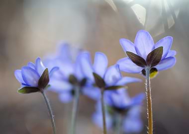 Delicate Blue Flowers