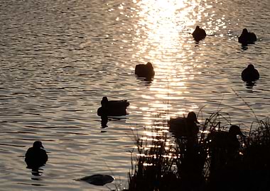 Ducks at Sunset