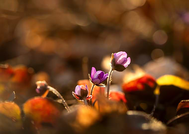 Purple Flowers in Sunlight