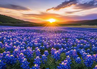 Texas Bluebonnet Field Sunset
