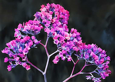 Pink Flowers on Black Background