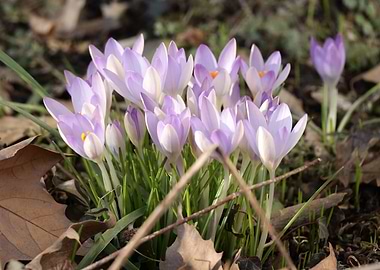 Purple Crocuses in Bloom