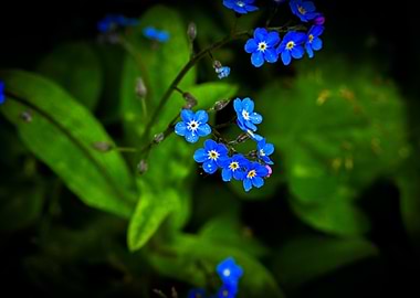 Blue Forget-Me-Nots