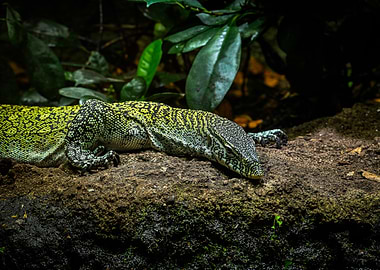 Green Lizard on Rock