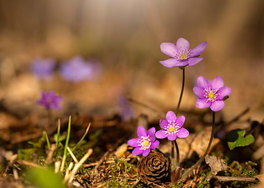 Purple Flowers in Forest