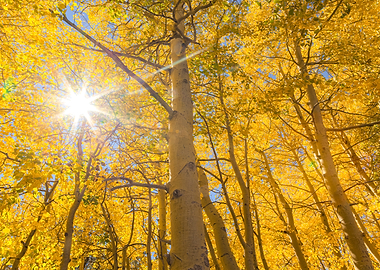 Golden Aspen Trees