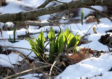Green Shoots in Snow