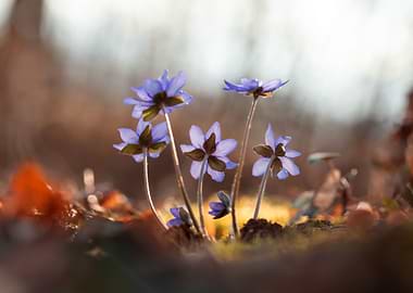 Purple Flowers in Sunlight