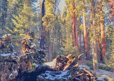 Giant Sequoia Forest