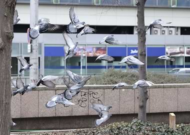 Pigeons in Flight