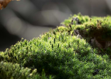 Close-up Moss Texture