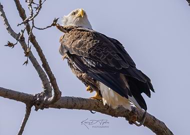 Bald Eagle Perched on Branch